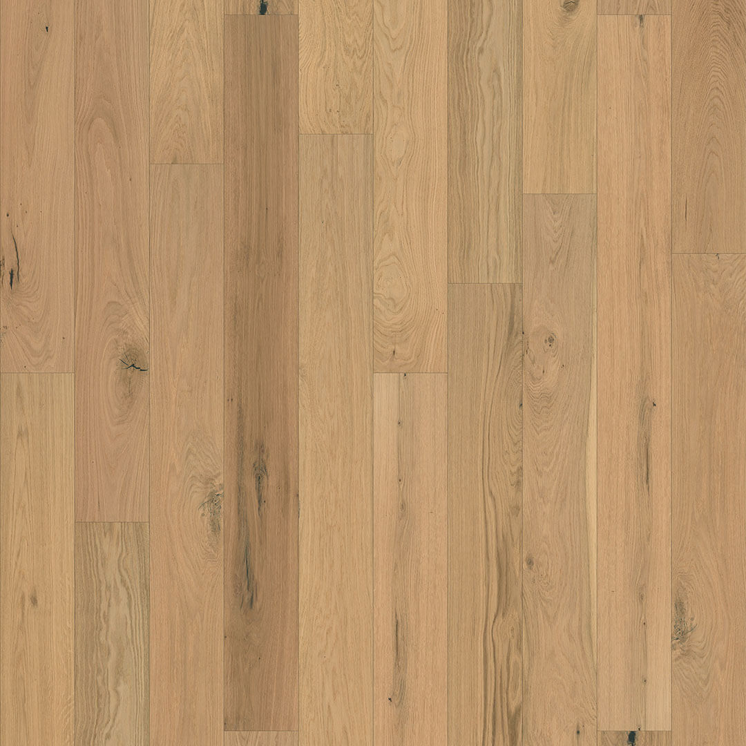 Sunset Oak
