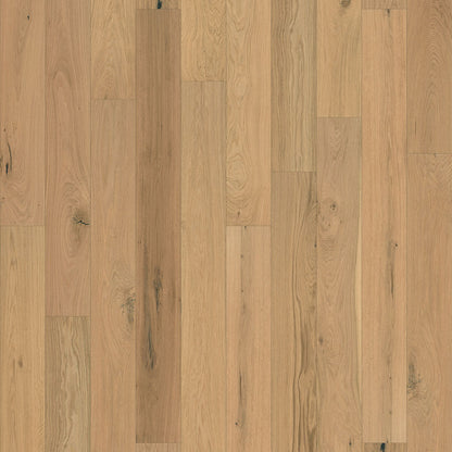 Sunset Oak